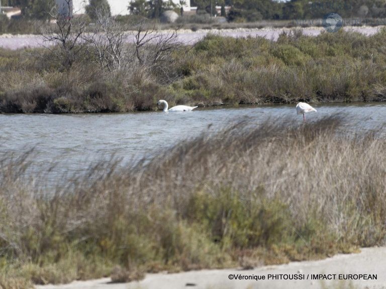 Les Salins de Camargue 18