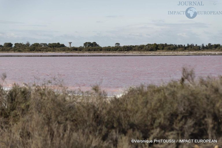 Les Salins de Camargue 31