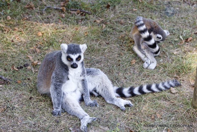 Parc animalier de Lumigny Nesles 001