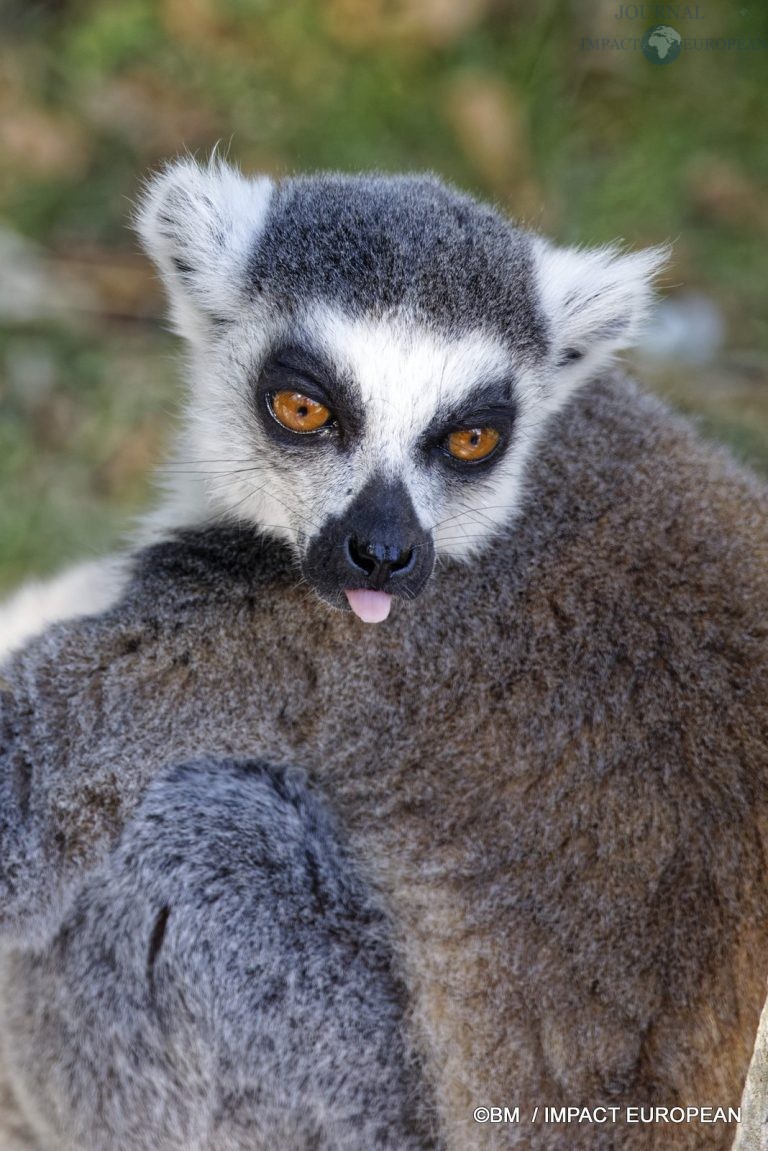 Parc animalier de Lumigny Nesles 002