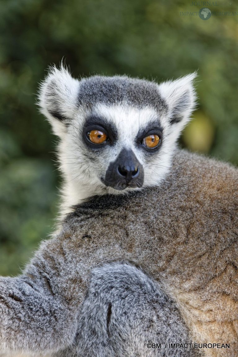 Parc animalier de Lumigny Nesles 003