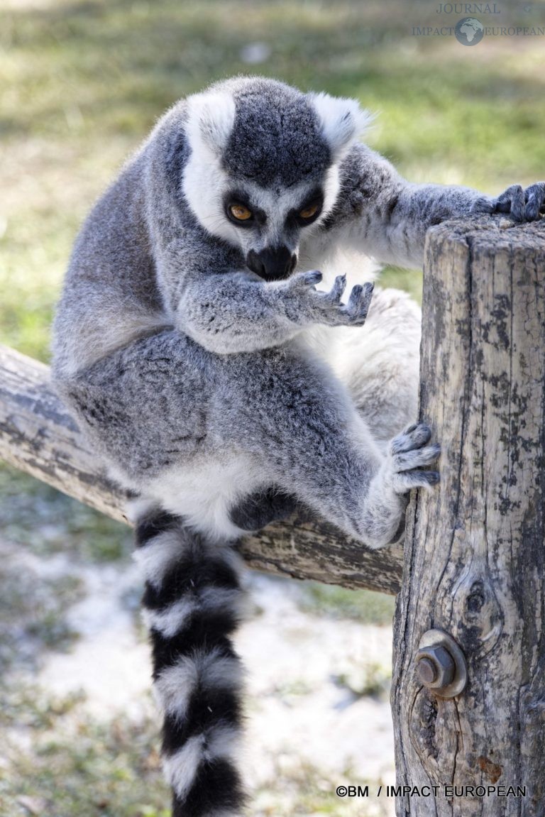 Parc animalier de Lumigny Nesles 004