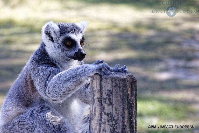 Parc animalier de Lumigny Nesles 005