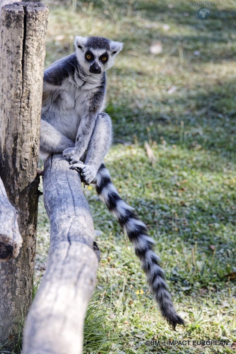 Parc animalier de Lumigny Nesles 006