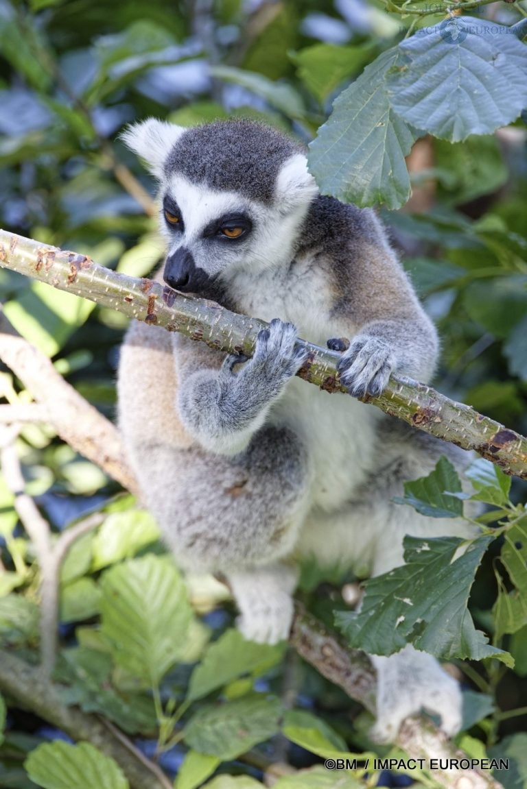 Parc animalier de Lumigny Nesles 007