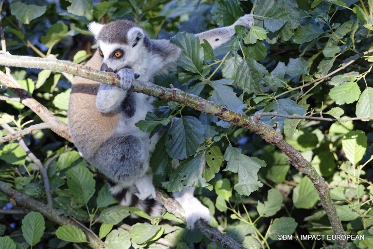 Parc animalier de Lumigny Nesles 008