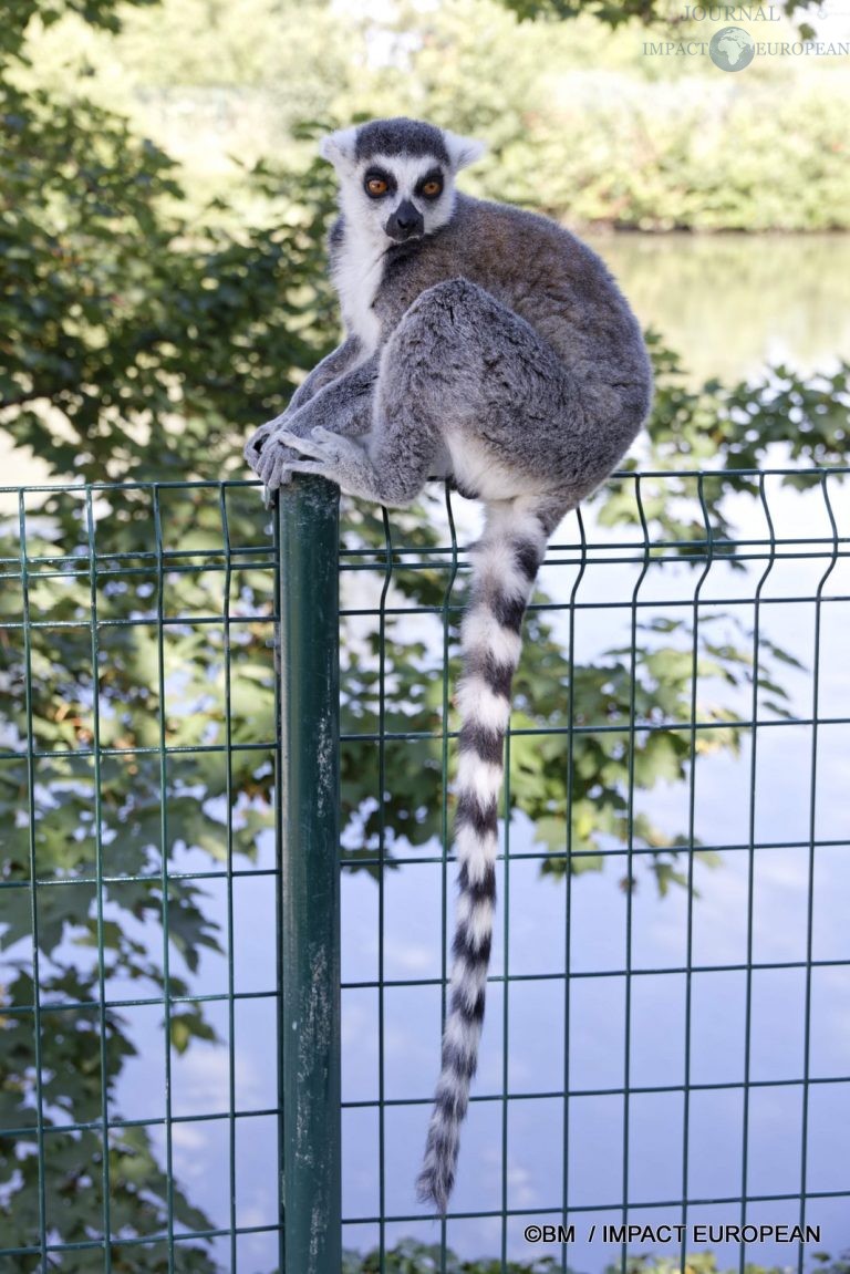 Parc animalier de Lumigny Nesles 009