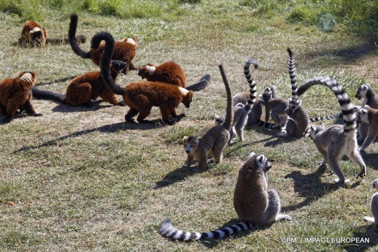 Parc animalier de Lumigny Nesles 016