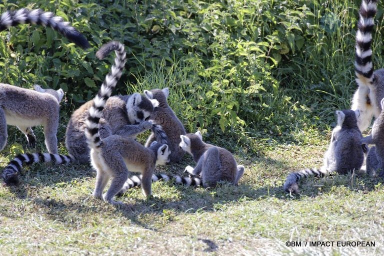 Parc animalier de Lumigny Nesles 017