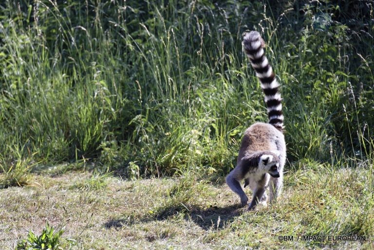 Parc animalier de Lumigny Nesles 018