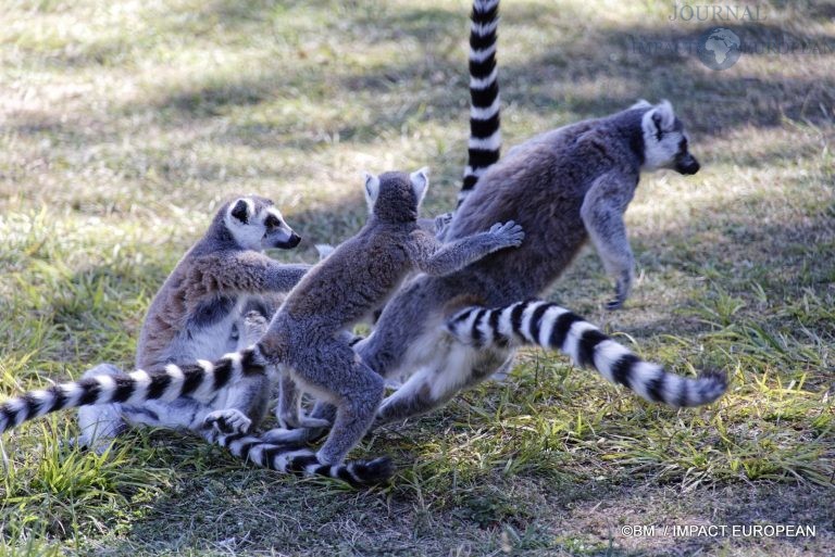 Parc animalier de Lumigny Nesles 020