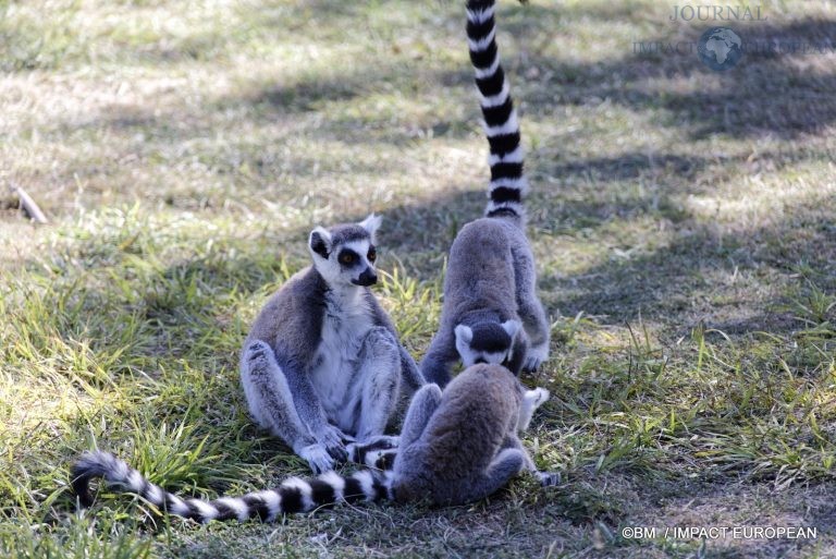 Parc animalier de Lumigny Nesles 021