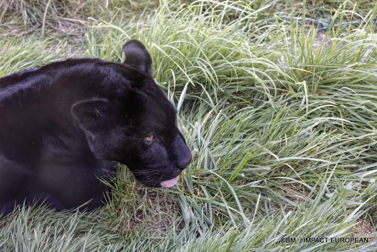 Parc animalier de Lumigny Nesles 022