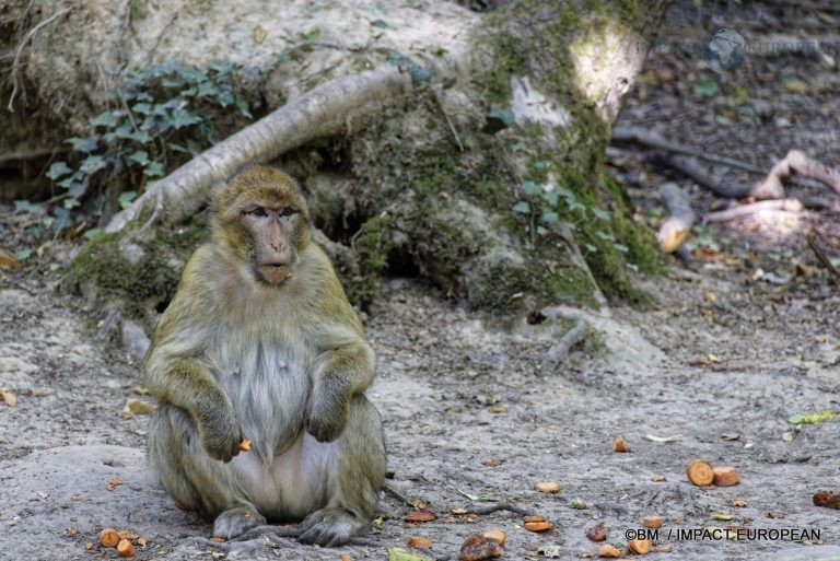 Parc animalier de Lumigny Nesles 024