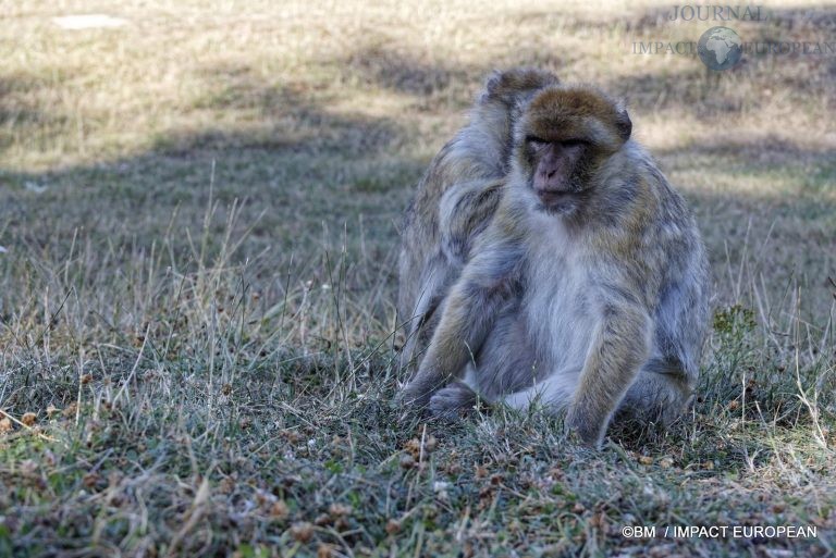 Parc animalier de Lumigny Nesles 025