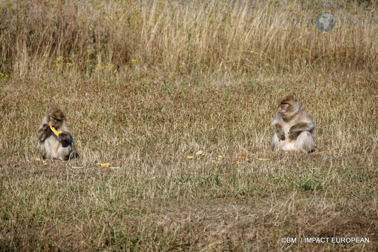 Parc animalier de Lumigny Nesles 027