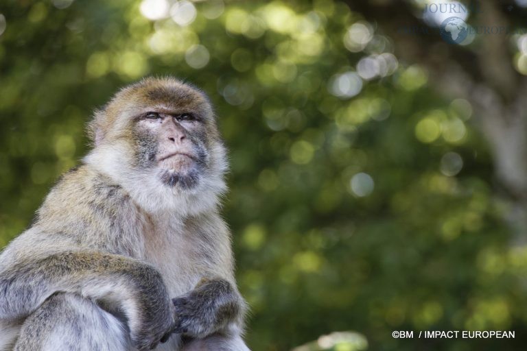 Parc animalier de Lumigny Nesles 029