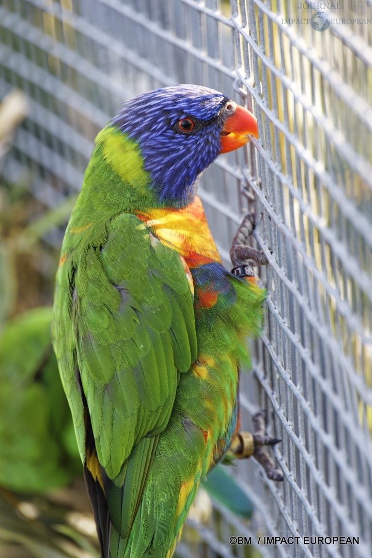 Parc animalier de Lumigny Nesles 033