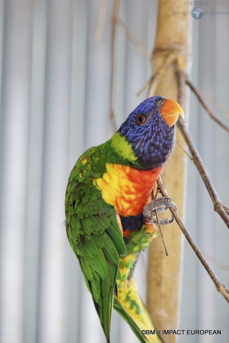 Parc animalier de Lumigny Nesles 034