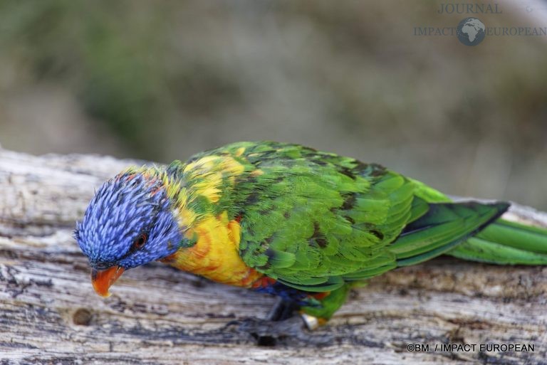 Parc animalier de Lumigny Nesles 035