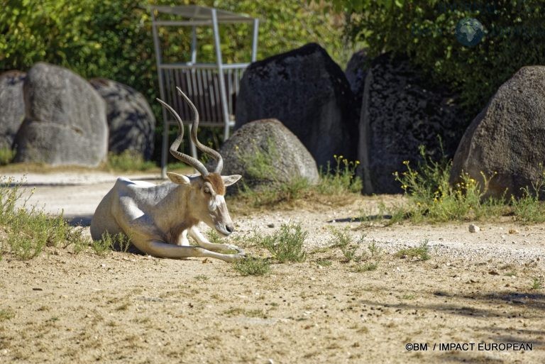 Parc zoologique de Paris 011