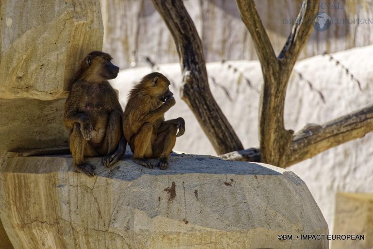 Parc zoologique de Paris 019