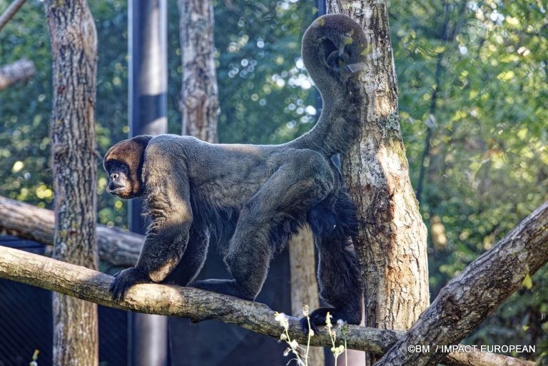 Parc zoologique de Paris 029