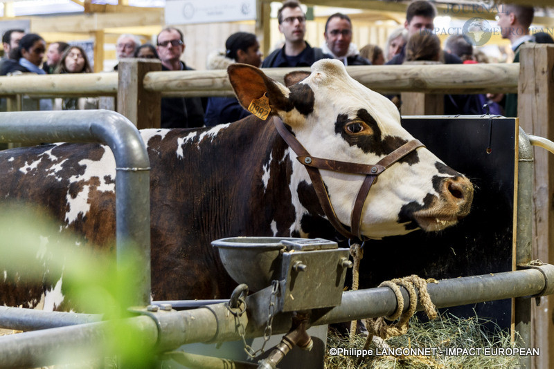 Vache star du salon international de l'agriculture de Paris, Oreillette