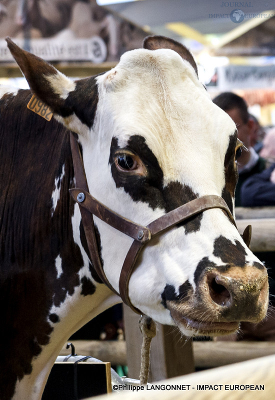 Vache star du salon international de l'agriculture de Paris, Oreillette