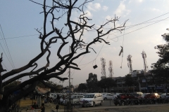 Sector 40-A - Chandigarh  (1-2-2019)