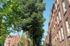 Hasebroekstraat - Oud-West, Amsterdam (10 juni 2023)