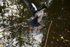 Vondelpark, Amsterdam