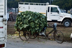 Groentemarkt - Sector 40-A - Chandigarh (13-2-2019)