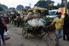 Groentemarkt - Sector 40-A - Chandigarh (13-2-2019)