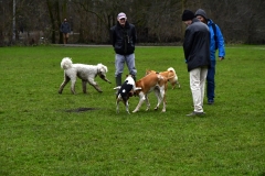 Hondenweide - Vondelpark (13-1-2019)