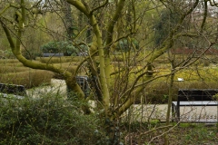 Rosarium, Vondelpark, Amsterdam