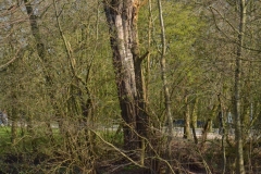 Vondelpark, Amsterdam