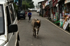 Dharamsala, Himachal Pradesh (16-8-2018)