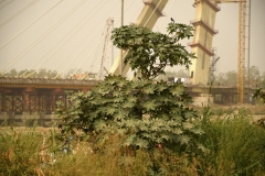 Signature Bridge - Majnu Ka Tilla - Delhi  (16 juni 2018)