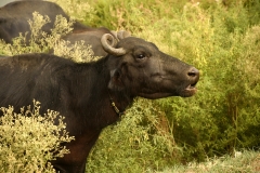 Buffel - Leven aan de rand van de Black river (Yamuna rivier) - Majnu Ka Tilla - Delhi  (16 juni 2018)