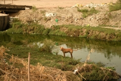 Zwerfhond - Leven aan de rand van de Black river (Yamuna rivier) - Majnu Ka Tilla - Delhi  (16 juni 2018)