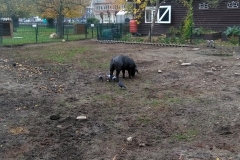 Stadsboerderij Zimmerhoeve (16-11-2018)