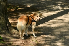 Rembrandtpark, Overtoomse Veld, Amsterdam