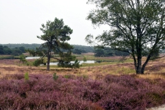 Het Quin - Noord Limburg (17-8-2022)