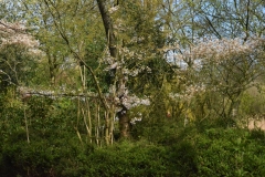 Vondelpark, Willemspark, Amsterdam