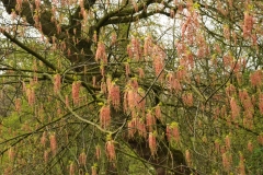 Vondelpark, Willemspark, Amsterdam