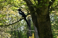 Rembrandtpark, Overtoomse Veld, Amsterdam (20-4-2020)