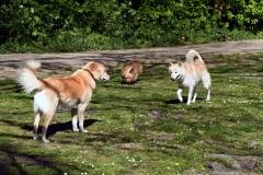 Rembrandtpark, Overtoomse Veld, Amsterdam (20-4-2020)