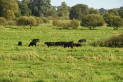 Biosphärenreservat Drömling - Sachsen-Anhalt, Oost-Duitsland (21 augustus 2023)