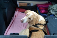 Dinah in de auto (22-1-2019)